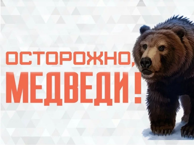 Как обезопасить себя от встречи с медведем?. Как обезопасить себя от встречи с медведем?.